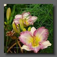 Hemerocallis hybrid .(le jardin de la poterie Hillen) www.poterie.fr